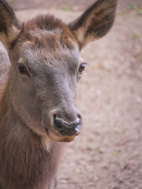 一只年轻的小鹿在自然栖息地中表现出好奇和警觉，野生动物保护区为这些雄伟的生物提供了安全的庇护所。竖版照片图片下载