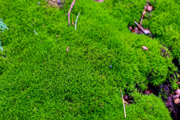 这张照片展示了生长在地面上的绿色苔藓特写。苔藓质地密集，颜色鲜亮。苔藓表面可见小树枝和卵石。图片下载