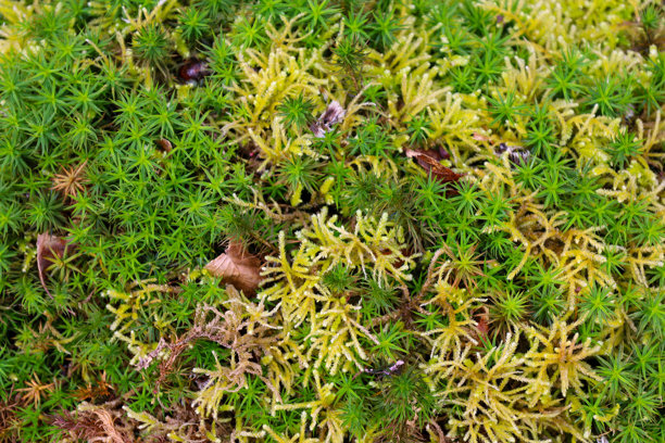 这张照片展示了生长在地面上的苔藓特写。苔藓质地密集，呈现出明亮的绿色和浅黄色两种颜色。干枯的树叶和小树枝可见于苔藓表面。图片下载