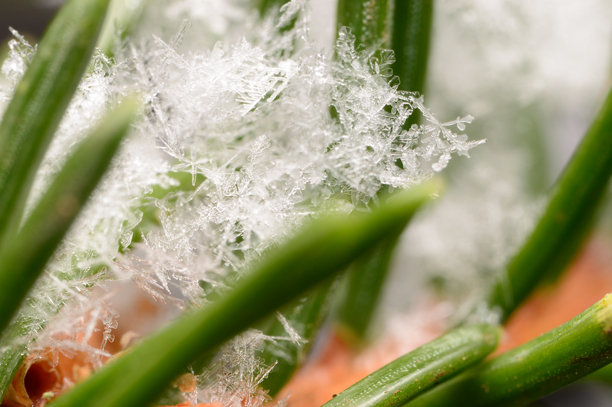 雪花覆盖的圣诞树枝特写照片图片下载