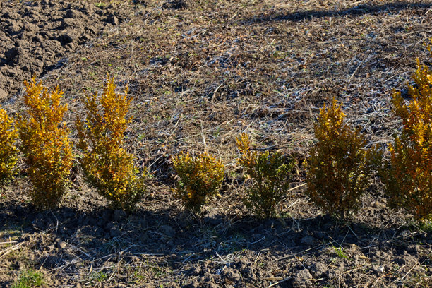 照片展示了一排种植在土壤中的年轻灌木。这些灌木有着黄绿色的叶子，整齐地排列在深色土壤上。背景中可以看到干枯的草和不平坦的地面。图片下载
