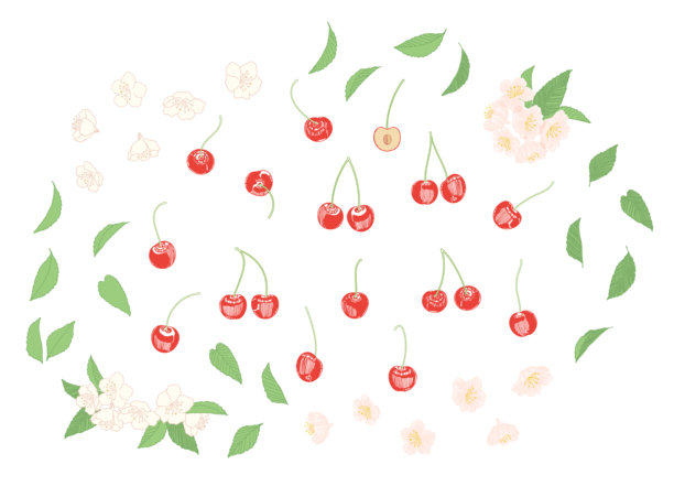 樱桃果实和花朵的线条绘画，剪影插图彩色素材图片下载