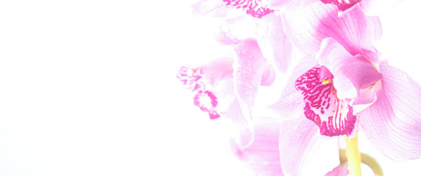 粉色的剑兰兰花特写，背景为浅色。花瓣上覆盖着水滴。美学照片图片下载