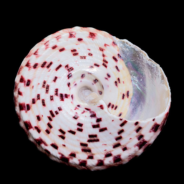 黑色背景下的圆锥螺壳特写照片图片下载