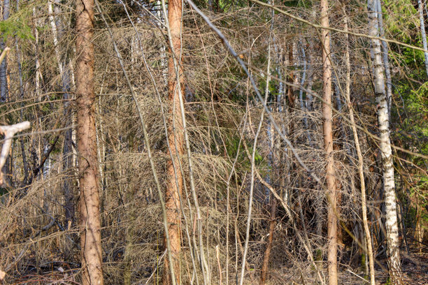 这张照片捕捉了一片茂密的森林，里面有高大的树木，包括活树和枯树。树木呈现出不同的棕色和绿色，形成了自然的对比。图片下载