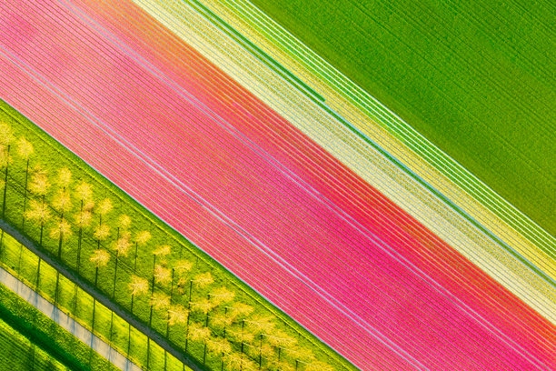 郁金香田的鸟瞰图。无人机拍摄的风景。荷兰的空中视角。无人机拍摄的自然背景。适合用作壁纸、明信片或背景的照片。图片下载