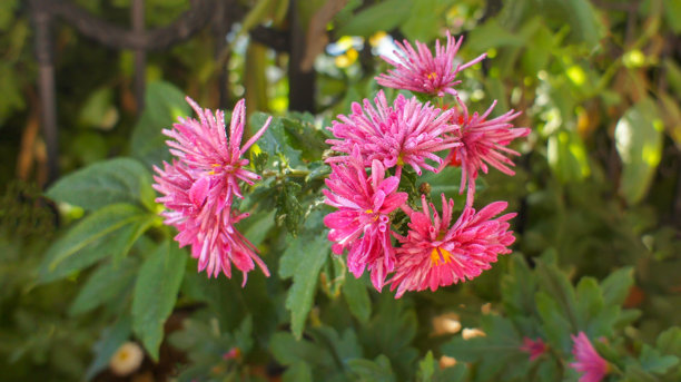黄色、粉色、白色和红色的菊花（Chrysanthemum indicum）或印度菊科植物，园艺或景观设计中的特写照片，背景模糊。图片下载