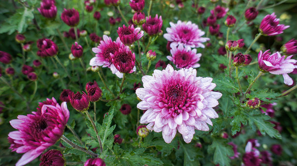 黄色、粉色、白色和红色的菊花（Chrysanthemum indicum）或印度菊科植物，园艺或景观设计中的特写照片，背景模糊。图片下载