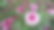 黄色、粉色、白色和红色的菊花（Chrysanthemum indicum）或印度菊科植物，园艺或景观设计中的特写照片，背景模糊。图片下载