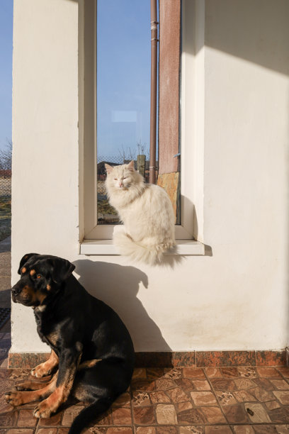 这张照片捕捉了阳光明媚的庭院中的宁静场景。在前景中，一只带有棕色斑纹的黑狗坐在铺砖的露台上，朝左侧望去。图片下载