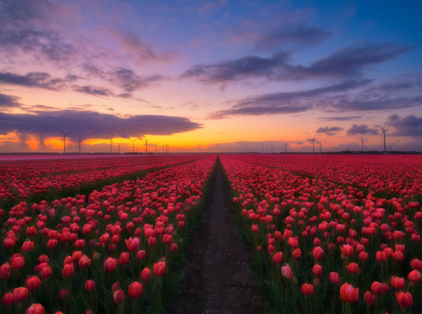 日落时分的郁金香田野。荷兰风景。田野上的行列。荷兰。日落时分的花卉风景。适合用作壁纸和背景的照片。图片下载