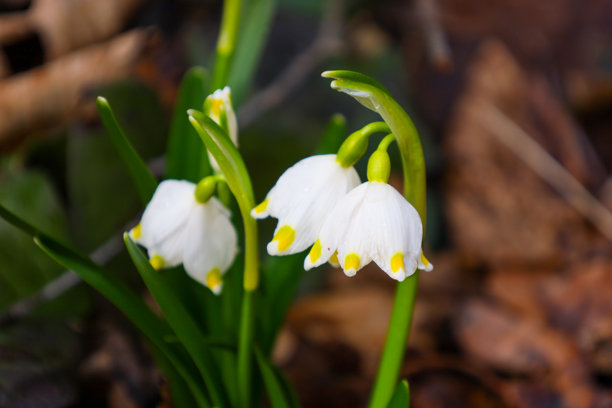 这张照片展示了在落叶和绿色植物间生长的细腻春雪花的特写。花朵有白色的花瓣，尖端带有黄色斑点，向下垂挂。图片下载