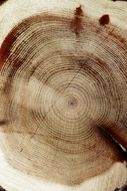 自然木质背景，木纹年轮形成。杜松木材横截面的微距照片，图形自然有机背景。锯木与树枝特写，树轮图案，垂直排列。图片下载