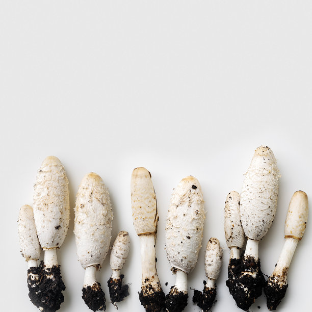 白色可食用蘑菇（白头翁）作为极简风格的俯视图图案。特写野生森林常见真菌，极简风格的平铺照片，灰色背景带有留白，天然有机食品。图片下载