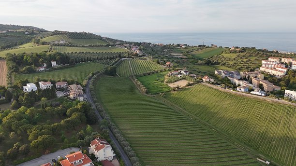 照片展示了意大利罗塞托·德利·阿布鲁齐镇的山丘，田野上覆盖着葡萄藤和橄榄树。图片下载