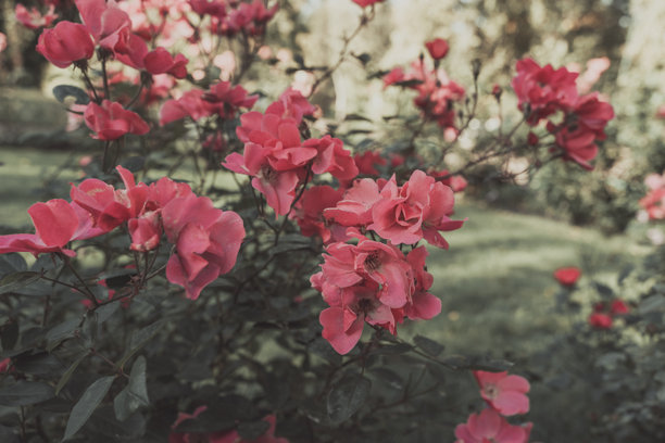 婚礼祝福背景。粉色花朵，选择性对焦。带有留白的背景。适合礼品卡的图片。爱的象征。海报背景。文本空间。春季或夏季时光。图片下载