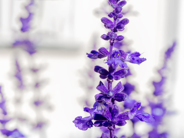 婚礼祝福背景。蓝色花朵，选择性对焦。带有留白的背景。适合礼品卡的图片。爱的象征。海报背景。文本空间。春季或夏季时光。图片下载