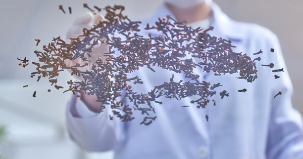 模板照片展示了一位科学家从下往上的视角，正在透明玻璃桌上小心地均匀撒上一把丁香，进行现代实验室的东方医学实验。图片下载