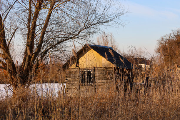 这张照片展示了一座隐藏在干枯芦苇后的老房子。房子是木质的，屋顶破旧。附近长着一棵树，天空湛蓝，傍晚时分。照片传达了一种乡村风景。图片下载