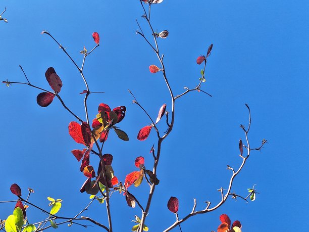 干枯树枝映衬蓝天的照片图片下载