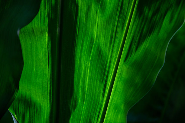多汁的绿色香蕉叶。植物的绿色背景，柔和的散射光与深邃的阴影。温暖的灯光。带有留白的背景。室内海报。房屋图片。室内摄影。图片下载