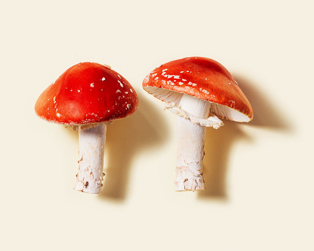 极简美学照片，特写的苍蝇伞蘑菇，自然之美的不可食用毒性和致幻蘑菇，鲜艳的红色帽子和白色茎，学名为Amanita muscaria。图片下载