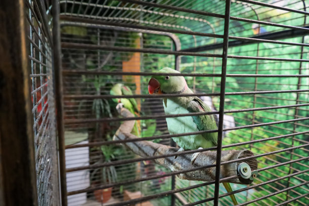 鹦鹉是绿色的，坐在树枝上。笼子是金属的，铁栏杆清晰可见。背景中可以看到另一只鹦鹉。这张照片传达了宠物的概念。图片下载