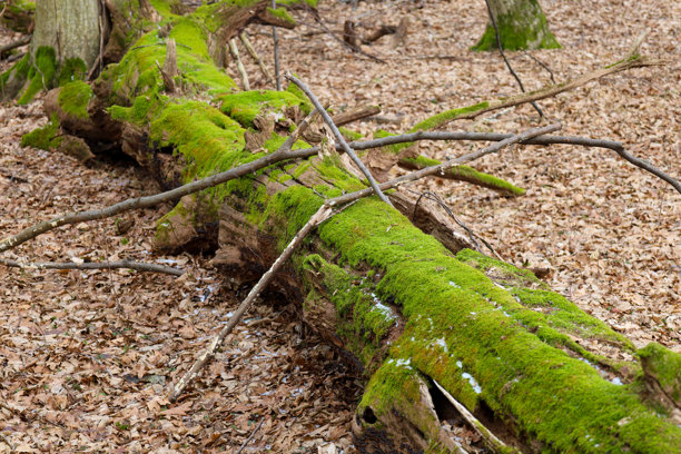 这张照片展示了一棵倒下的树的特写，树干上覆盖着鲜亮的苔藓，背景是叶子。树木横卧，树干上布满苔藓。树枝横放在树上，增添了纹理感。图片下载
