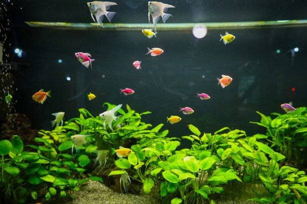 这张照片展示了一个水族箱，里面有鱼。鱼色彩斑斓，游弋在绿色植物之间。水清澈可见，气泡浮现。背景较暗。这张照片传达了水族养殖的概念。图片下载