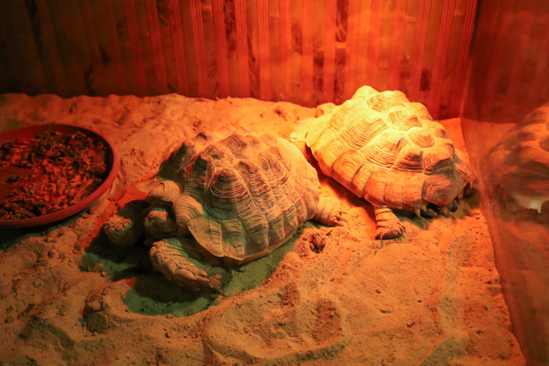 乌龟躺在沙子上，旁边有一个食物碗。温暖的橙色光线照射在玻璃箱内，箱壁有纹理。这张照片传达了养护玻璃箱的概念。图片下载