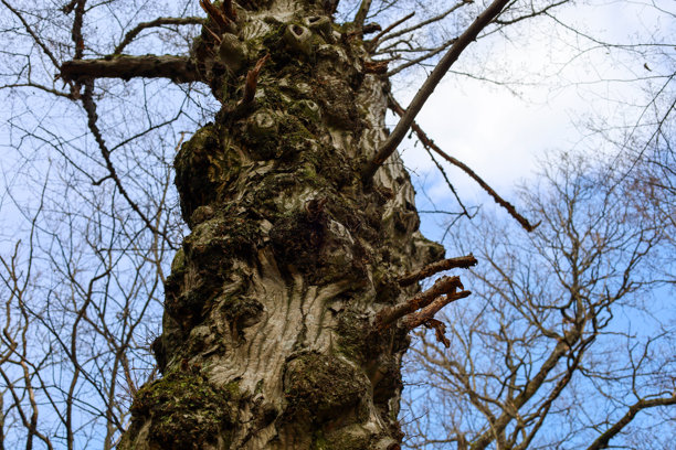 树干上覆盖着苔藓，树皮有纹理。树枝细长，向不同方向生长。天空湛蓝，云朵飘浮。这张照片传达了古老树木的概念。图片下载