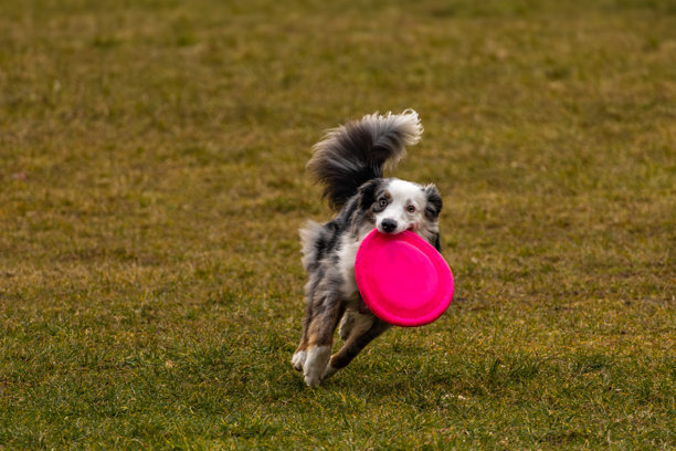 在草坪上和狗玩耍，向狗的塑料飞盘投掷飞镖图片下载