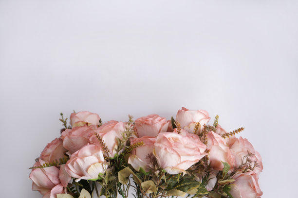 白色背景上的粉色桃花玫瑰，留白空间。俯视拍摄的平铺照片，极简主义概念。图片下载