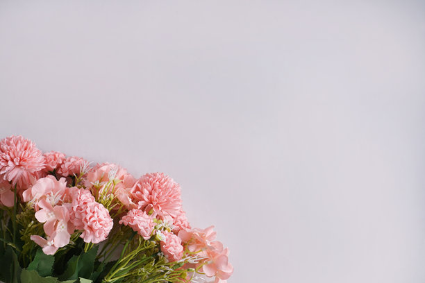 白色背景上的粉色桃子绣球花，球状花朵，留白空间。平铺照片，正上方拍摄。极简主义概念。图片下载