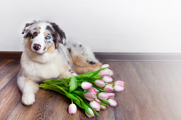 可爱的澳大利亚牧羊犬小狗，蓝色大理石色，躺在一束粉色郁金香旁，留有空白空间的照片图片下载