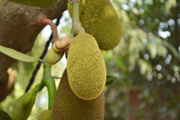 菠萝蜜特写照片。孟加拉国的菠萝蜜树上的菠萝蜜。在自然模糊背景中的一个花园里的菠萝蜜树上的菠萝蜜。图片下载