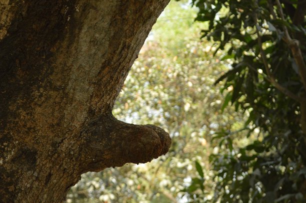 古老而巨大的树干位于森林中。树干特写照片图片下载