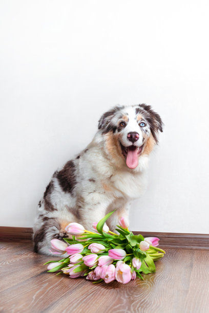 有趣的澳大利亚牧羊犬小狗，蓝色大理石色，坐在一束粉色郁金香旁，竖版照片图片下载