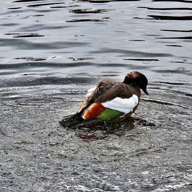 一张展示奥克兰巴斯蒂昂角男性壳鸭背部美丽色彩的照片图片下载