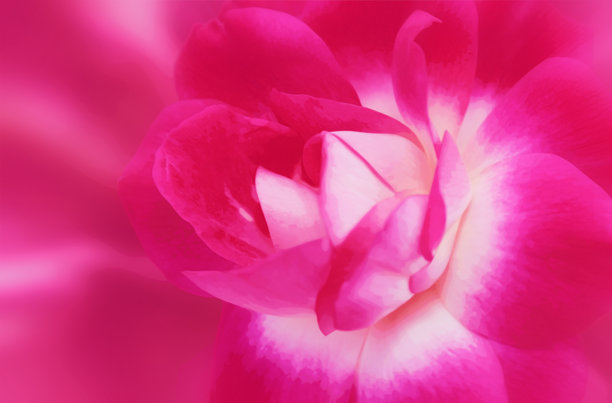 美丽的玫瑰花，充满激情的鲜艳粉色，采用逼真的插画风格处理。图片下载