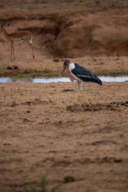 肯尼亚非洲不同的野生动物园和国家公园中的典型图片。草原上的野生动物。图片下载