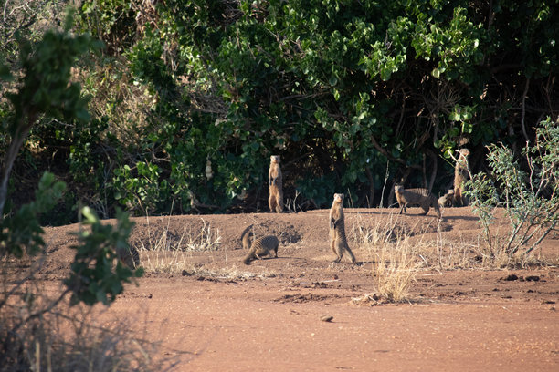 肯尼亚非洲不同的野生动物园和国家公园中的典型图片。草原上的野生动物。图片下载