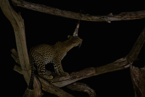 肯尼亚非洲不同的野生动物园和国家公园中的典型图片。草原上的野生动物。图片下载