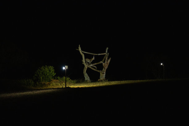 肯尼亚非洲不同的野生动物园和国家公园中的典型图片。草原上的野生动物。图片下载