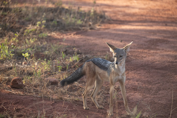 肯尼亚非洲不同的野生动物园和国家公园中的典型图片。草原上的野生动物。图片下载