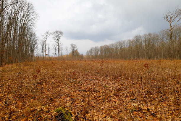 这张照片捕捉了一个秋季风景，地面覆盖着落叶，背景是一片森林。地上的叶子呈现出丰富的棕色，营造出温暖而舒适的画面。图片下载