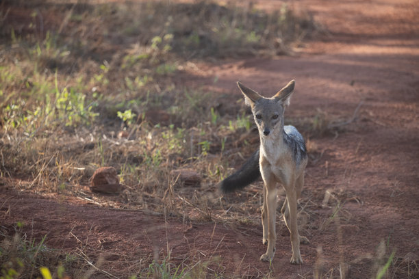肯尼亚非洲不同的野生动物园和国家公园中的典型图片。草原上的野生动物。图片下载