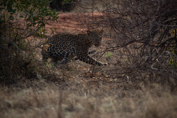 肯尼亚非洲不同的野生动物园和国家公园中的典型图片。草原上的野生动物。图片下载