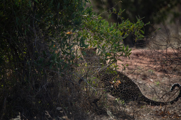 肯尼亚非洲不同的野生动物园和国家公园中的典型图片。草原上的野生动物。图片下载