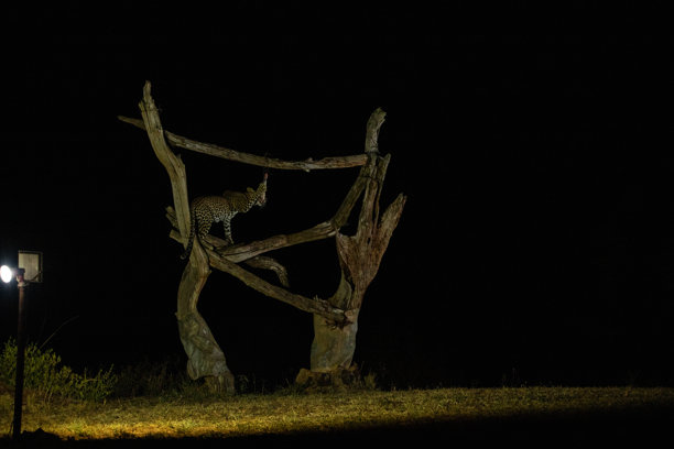 肯尼亚非洲不同的野生动物园和国家公园中的典型图片。草原上的野生动物。图片下载